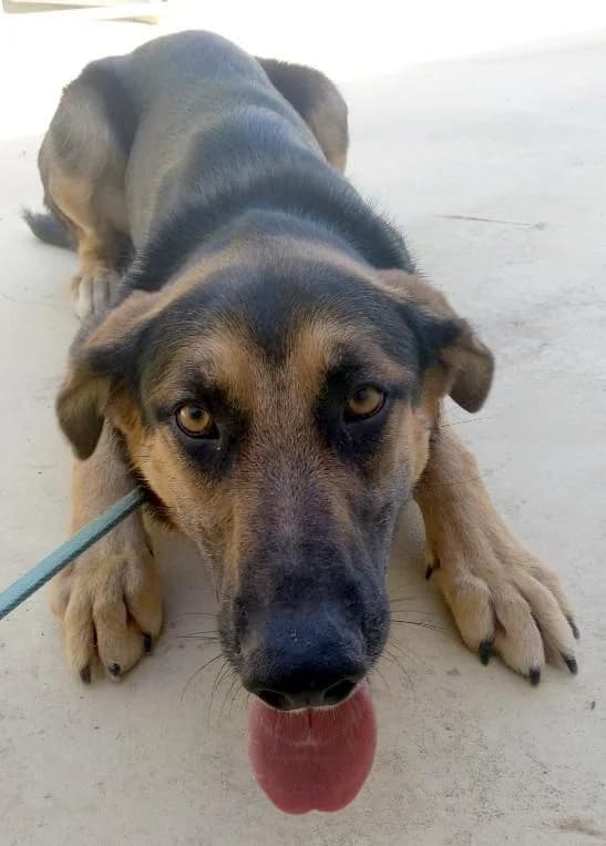 CASH & TANGO, male 7yo German Shepherd for adoption at Step by Paw e.V.