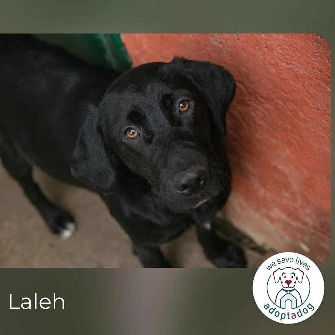 Laleh, female young Mixed Breed for adoption at Step by Paw e.V.