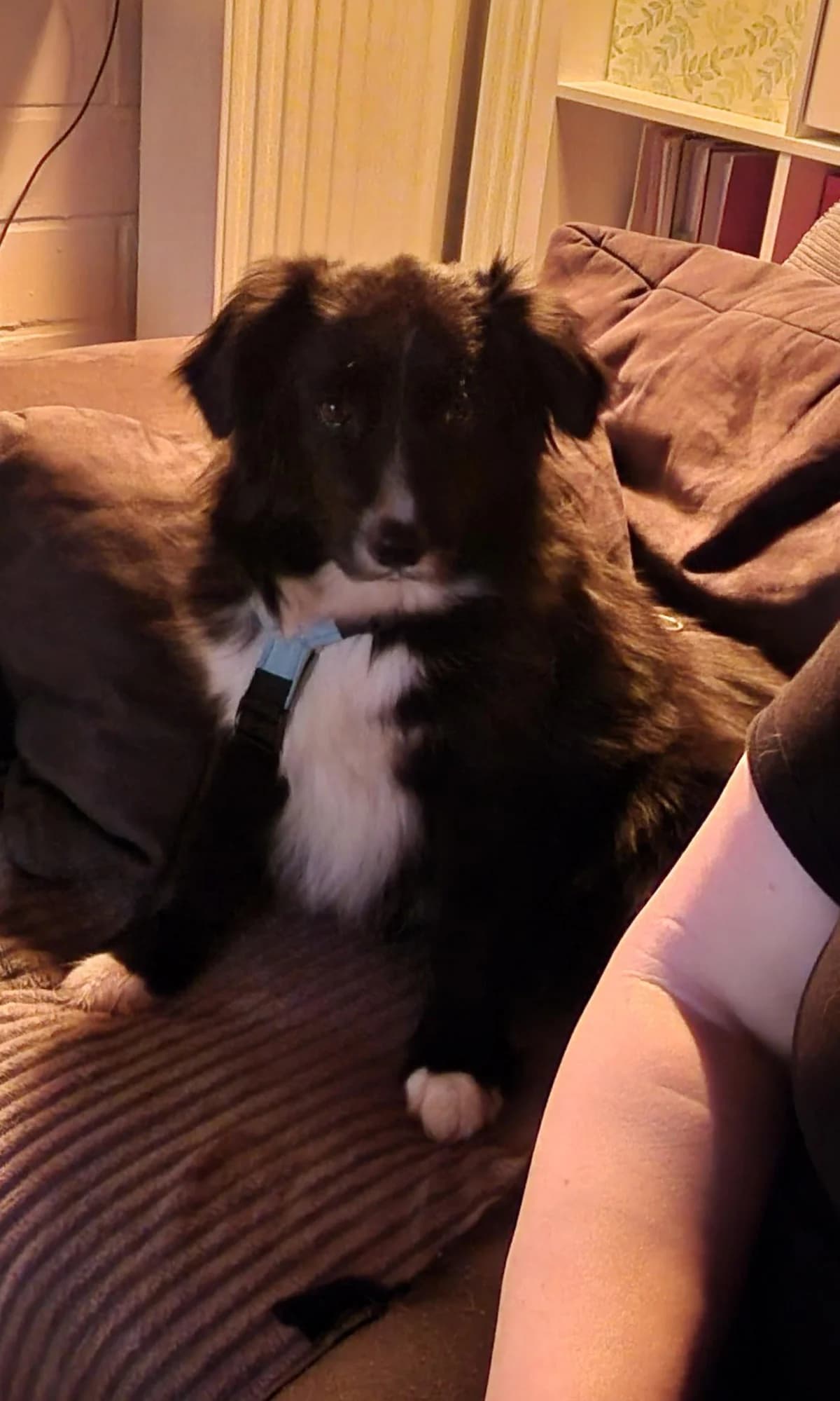 Anca, female 4yo Mixed Breed for adoption at Step by Paw e.V.