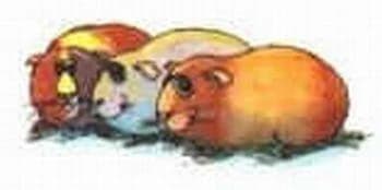 * Meerschweinchen suchen PATEN, female mixed breed for adoption at Step by Paw e.V.