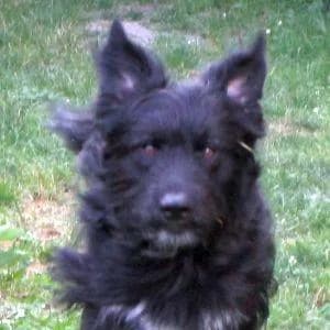 COON, male 6yo mixed breed for adoption at Step by Paw e.V.