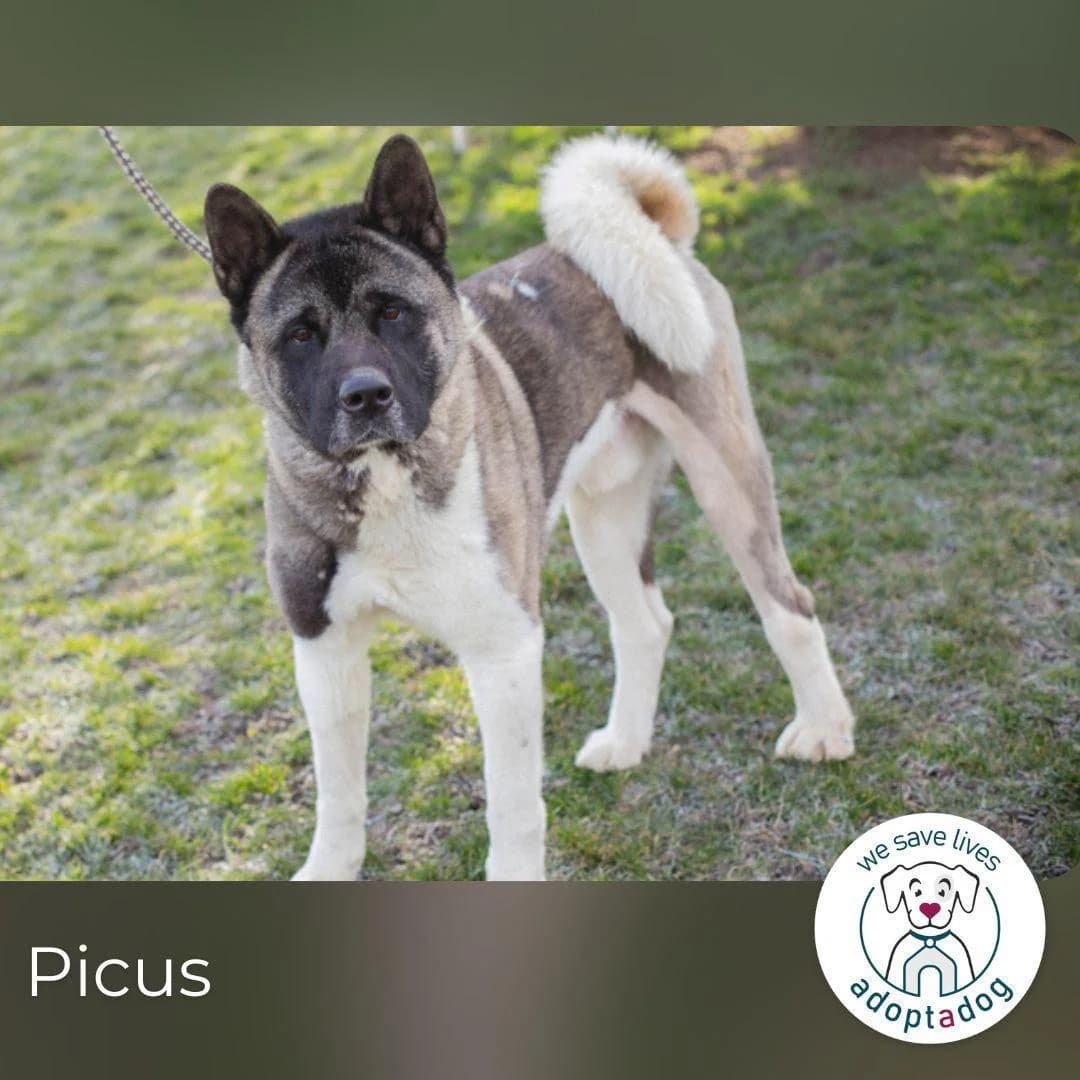 Picus Oskar, male 3yo Mixed Breed for adoption at Step by Paw e.V.