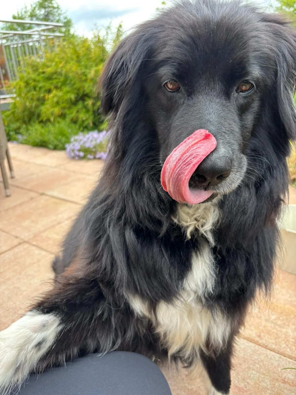 Pearl, female 7yo mixed breed for adoption at Step by Paw e.V.