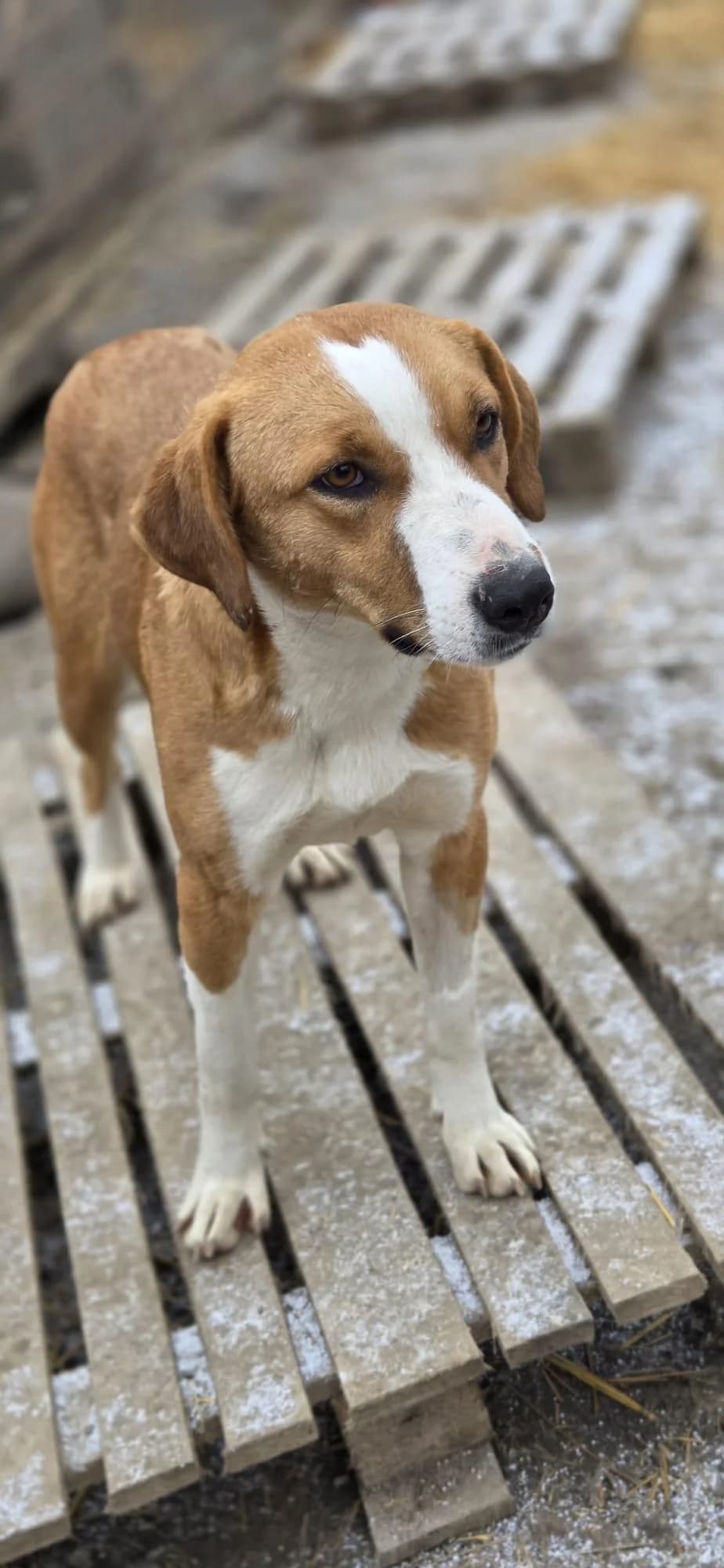Diva, female young Mixed Breed for adoption at Step by Paw e.V.