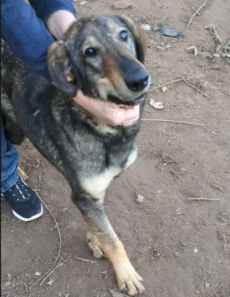 Moira, female young Mixed Breed for adoption at Step by Paw e.V.