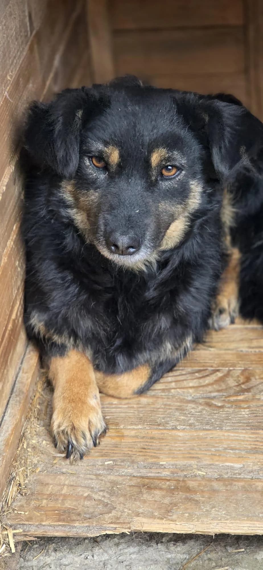 Axim, Mixed Breed (Step by Paw e.V.)