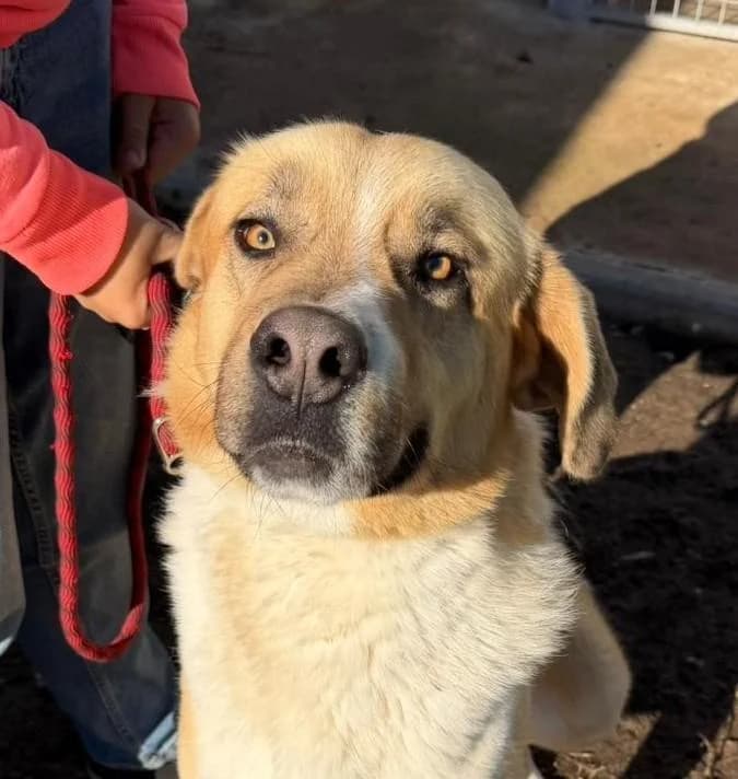 Rayo, male 4yo Mixed Breed for adoption at Step by Paw e.V.