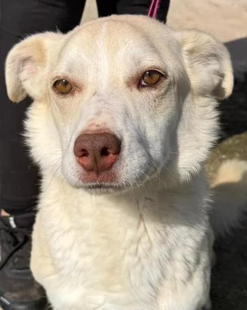 Canelo, male 4yo Mixed Breed for adoption at Step by Paw e.V.