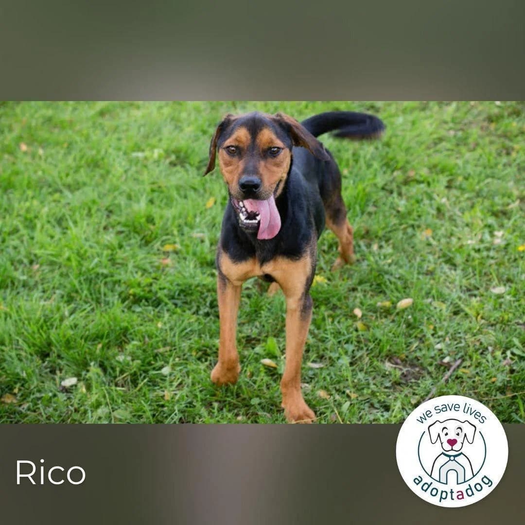 Rico, male 5yo Mixed Breed for adoption at Step by Paw e.V.