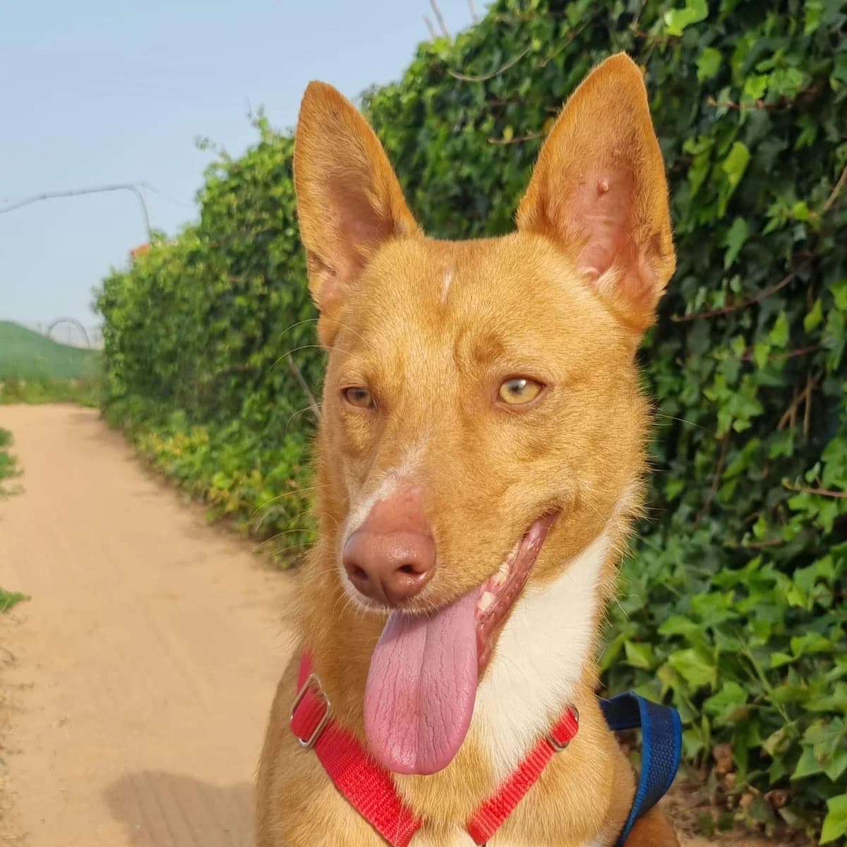 Gimbo musste um sein Leben kämpfen, male 3yo Podenco for adoption at Step by Paw e.V.