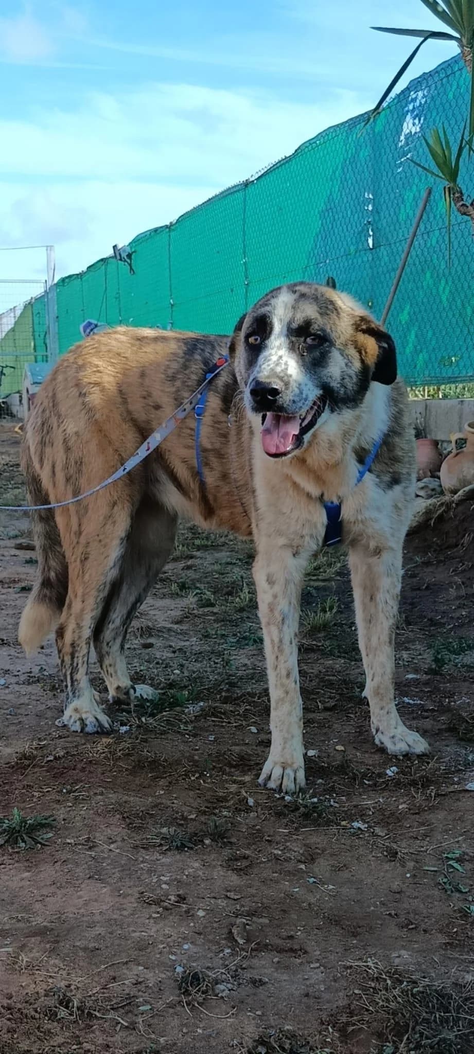 liebenswerte Herdenschutz, Mixed Breed (Step by Paw e.V.)