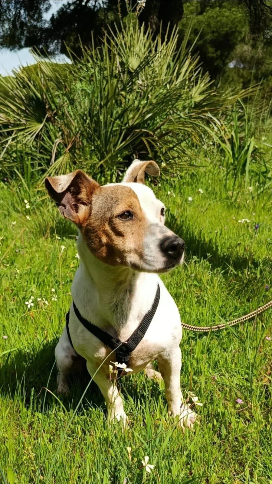 Juna, female young Mixed Breed for adoption at Step by Paw e.V.