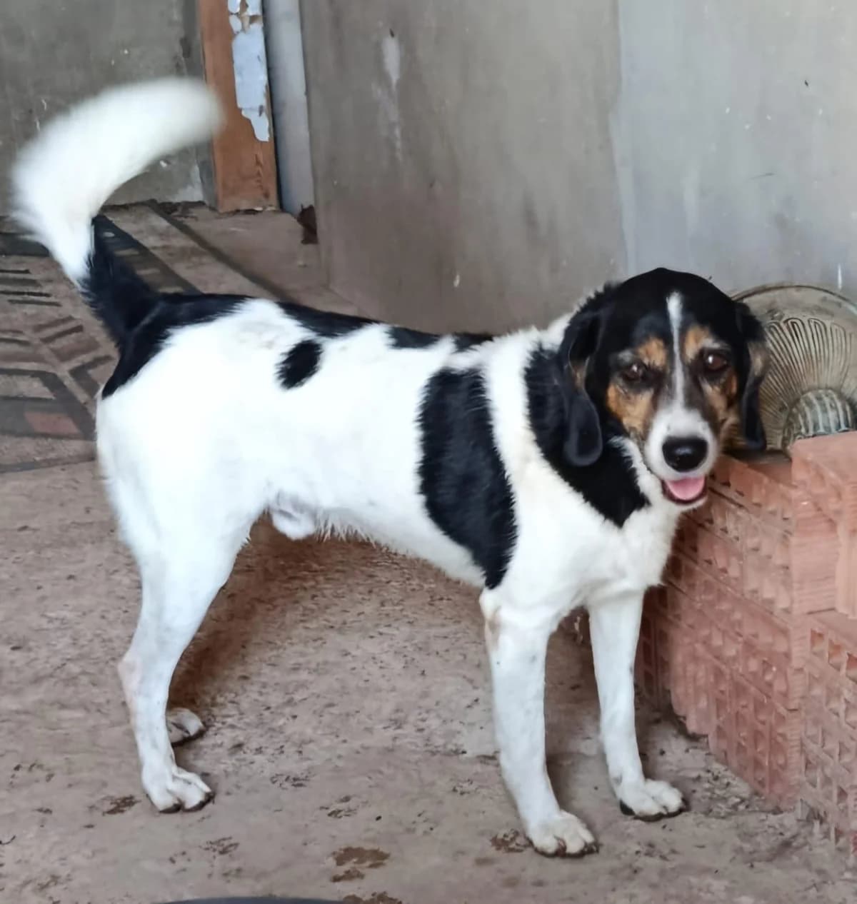 lebenslustiger Beagle, male 3yo Beagle for adoption at Step by Paw e.V.