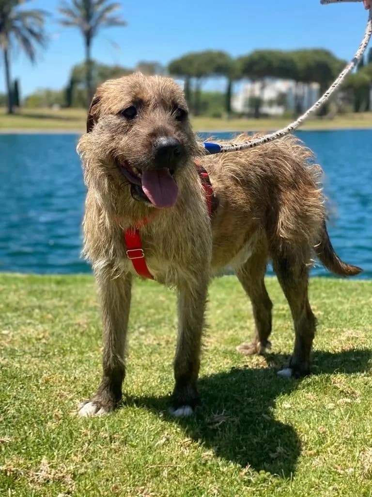 Mecki, male 6yo mixed breed for adoption at Step by Paw e.V.