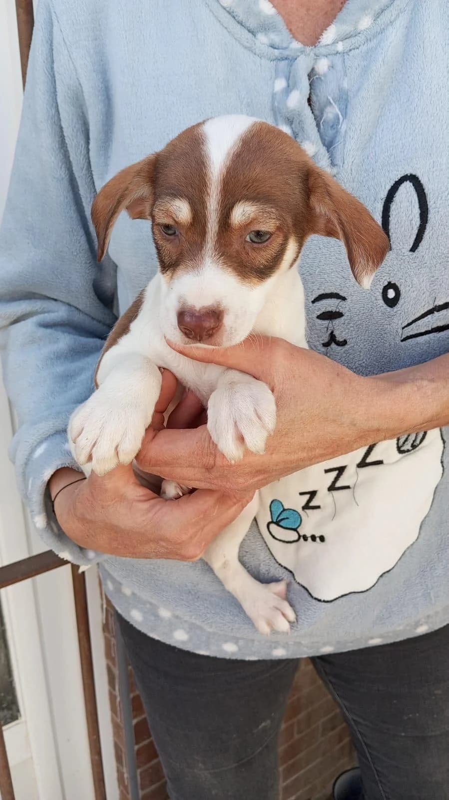 Welpenbube Akash, male puppy Podenco for adoption at Step by Paw e.V.