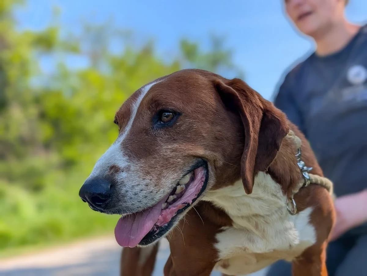 Bobby, male 7yo mixed breed for adoption at Step by Paw e.V.