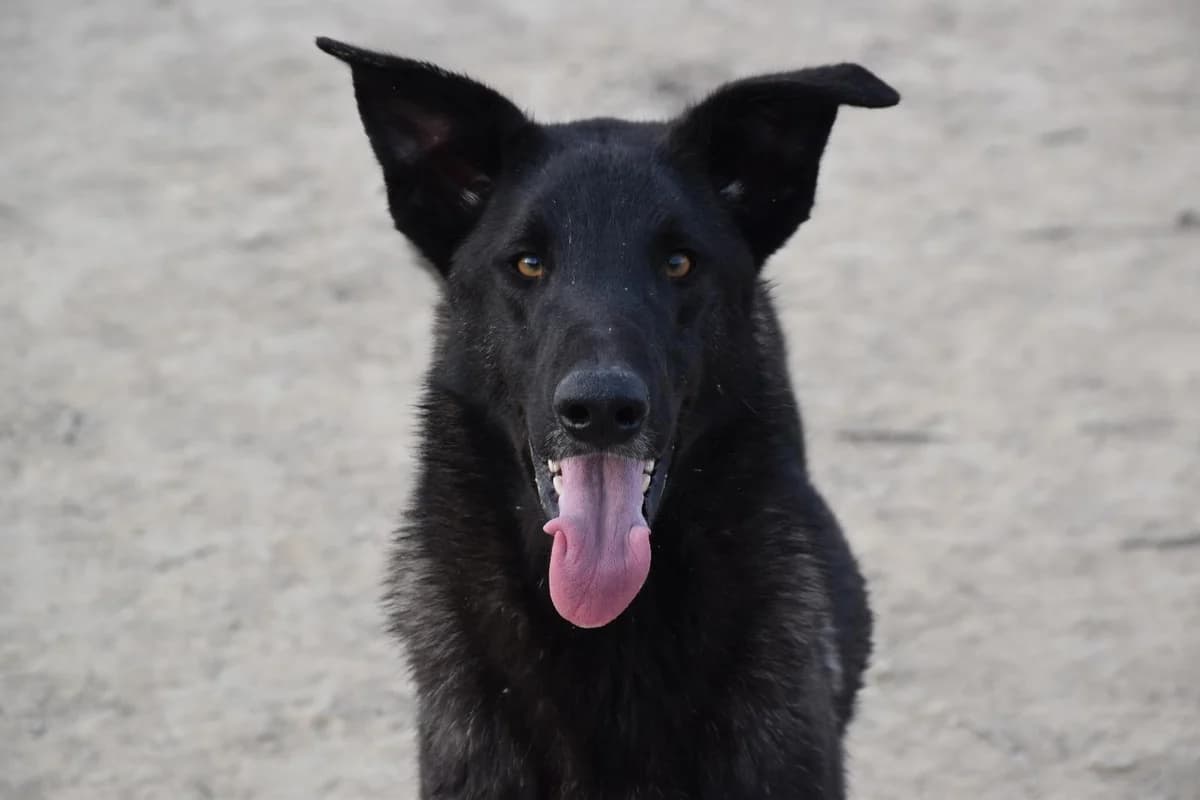 Benny so, German Shepherd (Step by Paw e.V.)