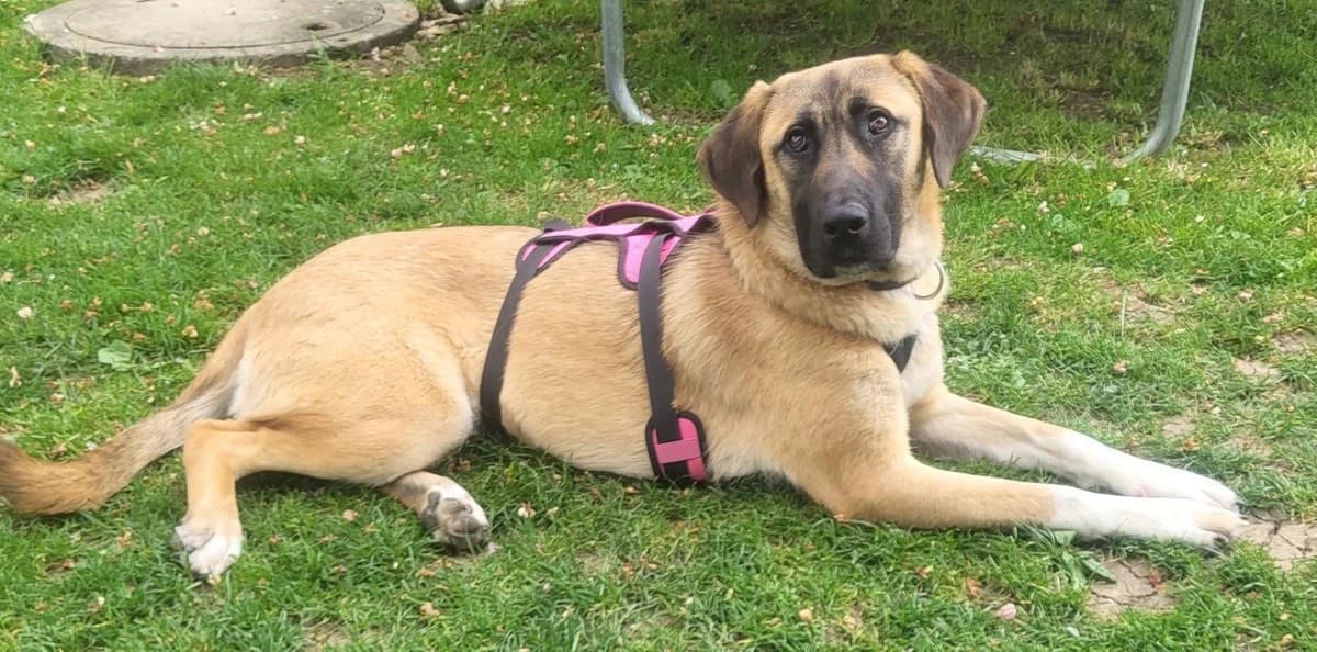 Naomi der sanfte Engel, female young Mixed Breed for adoption at Step by Paw e.V.