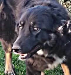 Vagabonda 💚💚💚, female 5yo Bernese Mountain Dog for adoption at Step by Paw e.V.