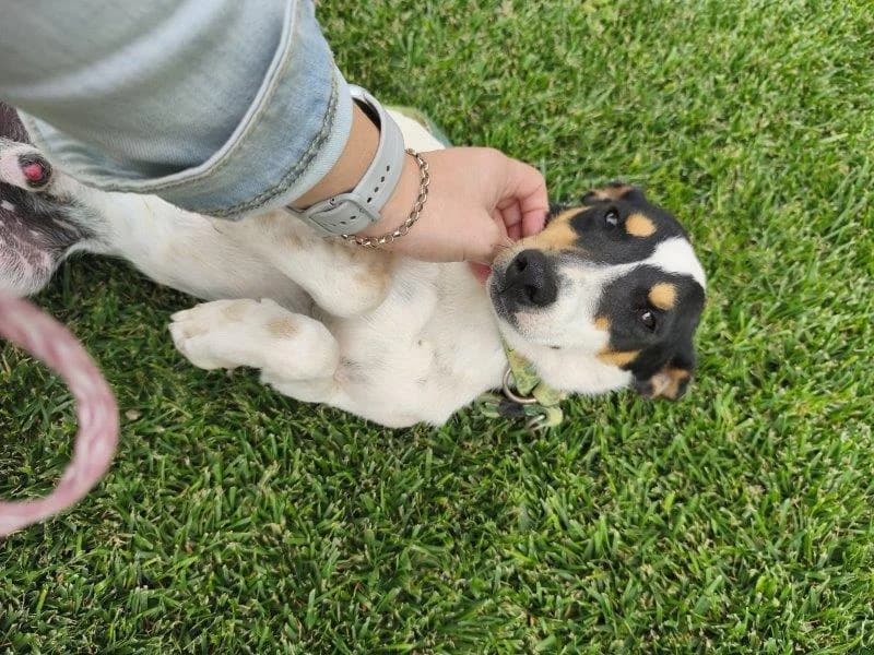 Rufo, male young Mixed Breed for adoption at Step by Paw e.V.