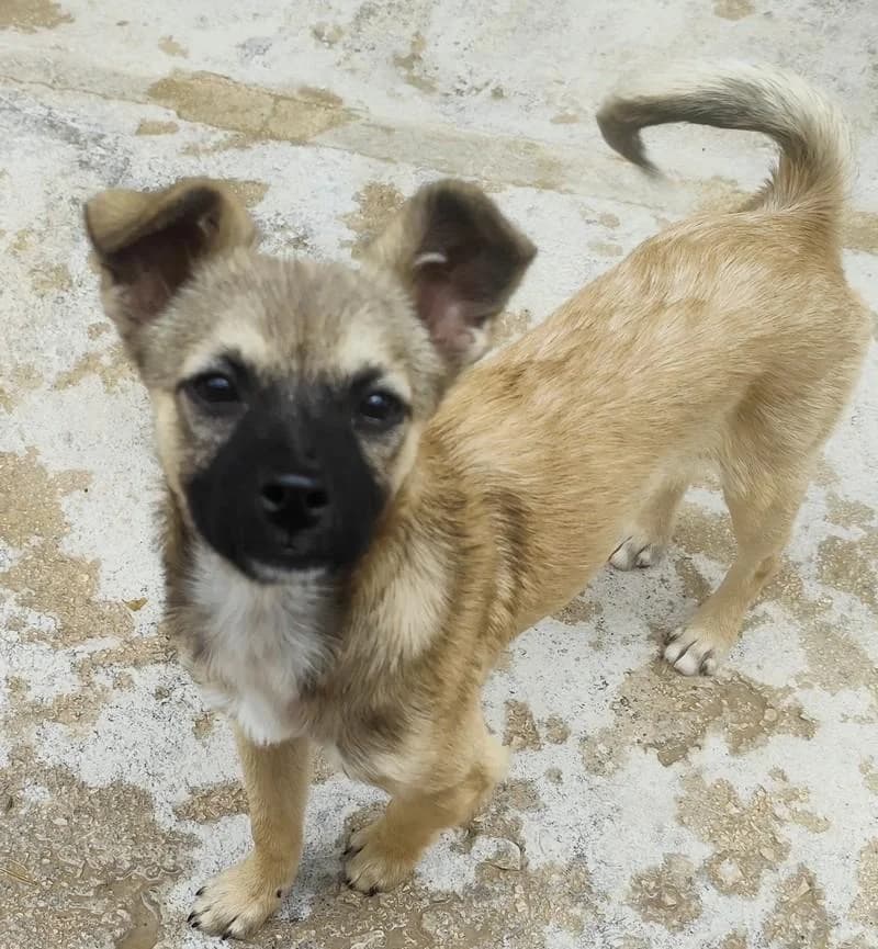 Daemon, male puppy Mixed Breed for adoption at Step by Paw e.V.