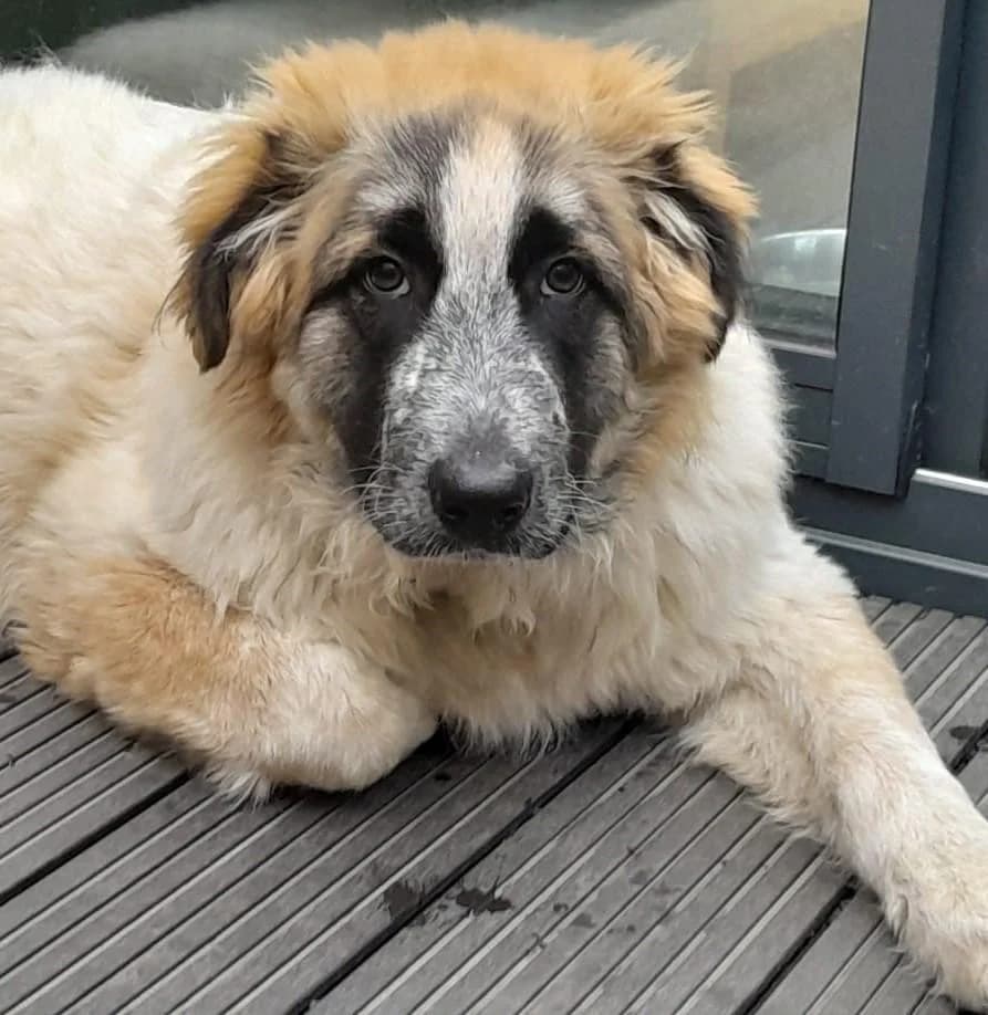 PAULE, Mixed Breed (Step by Paw e.V.)