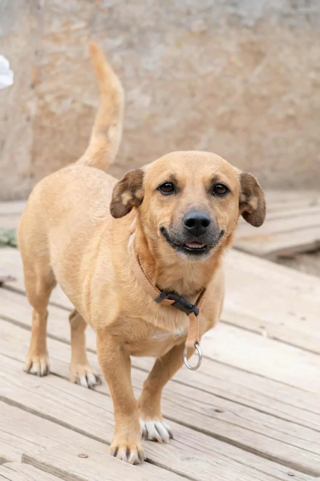 Maja, Mixed Breed (Step by Paw e.V.)