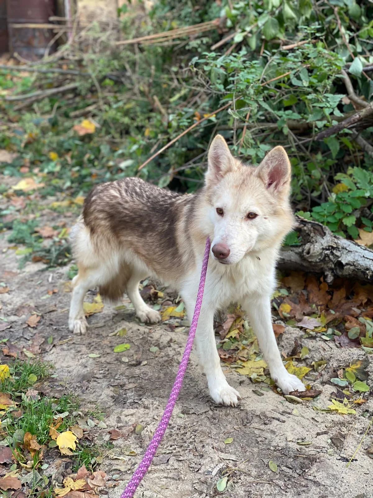 Wölfchen suchen ihr zu Hause, female 6yo Mixed Breed for adoption at Step by Paw e.V.