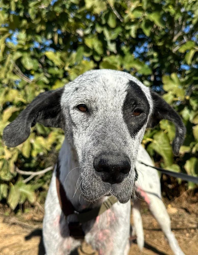 Funny, rot male young Pointer for adoption at Step by Paw e.V.