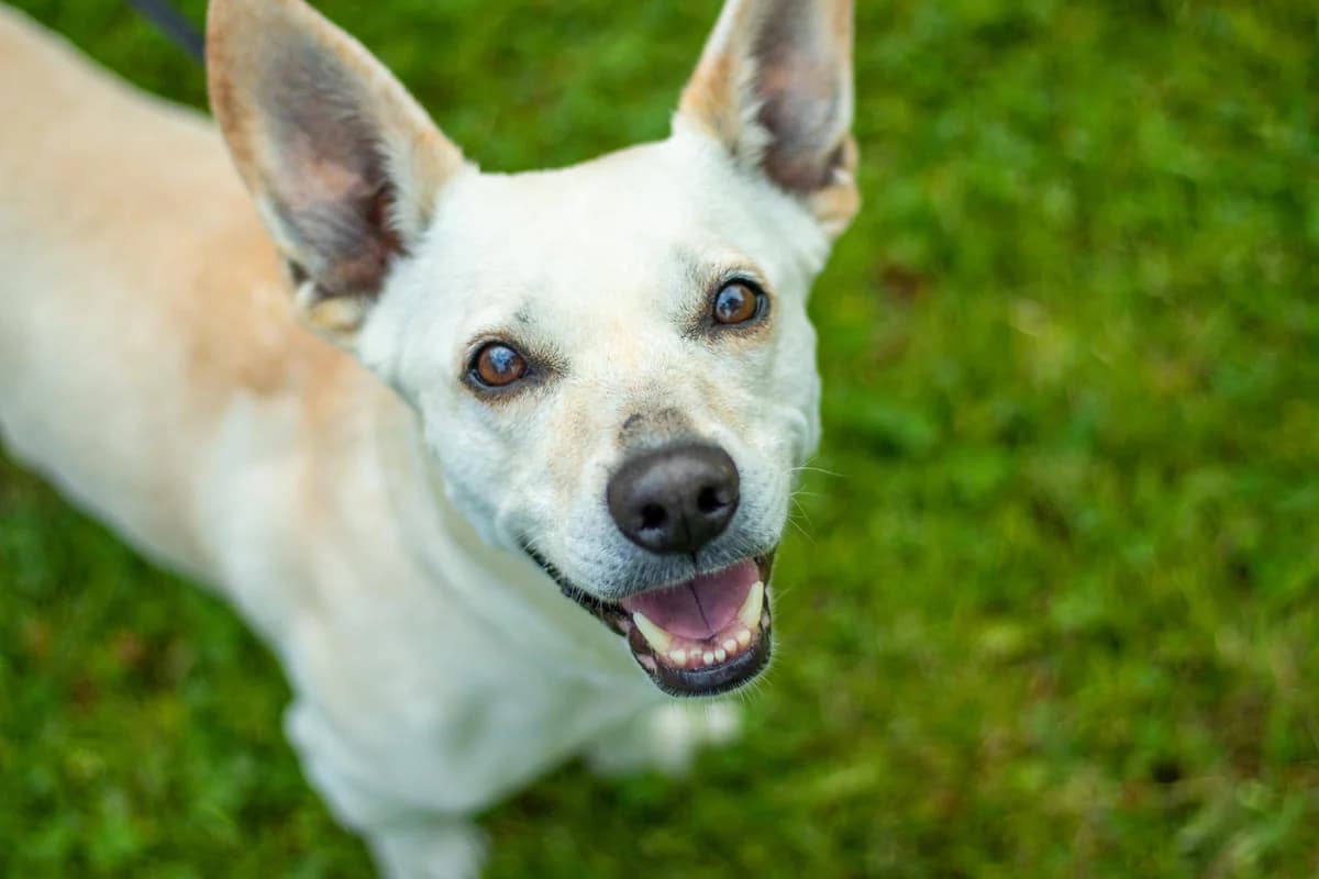 Lujzi, female 7yo mixed breed for adoption at Step by Paw e.V.