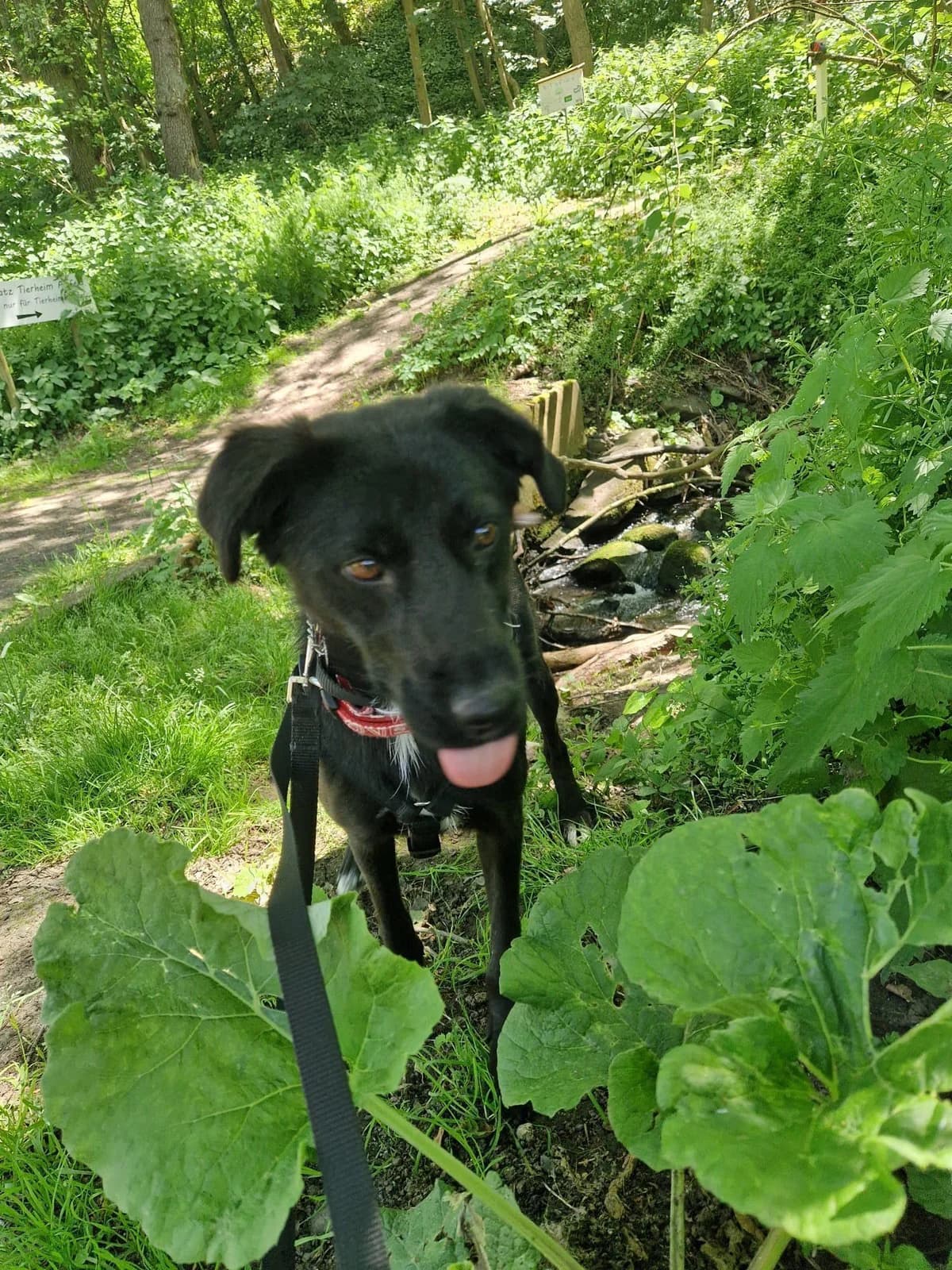 Velvet, Labrador Retriever (Step by Paw e.V.)