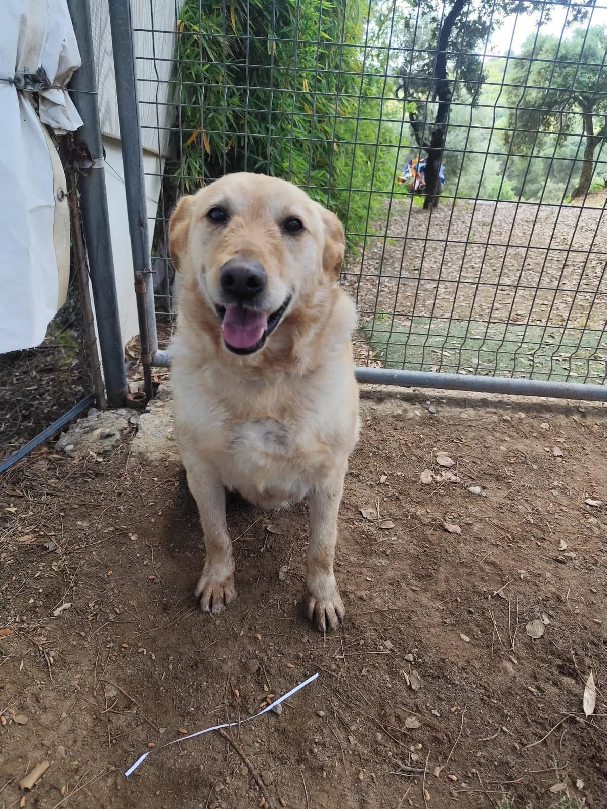 älterer, male 7yo Labrador Retriever for adoption at Step by Paw e.V.