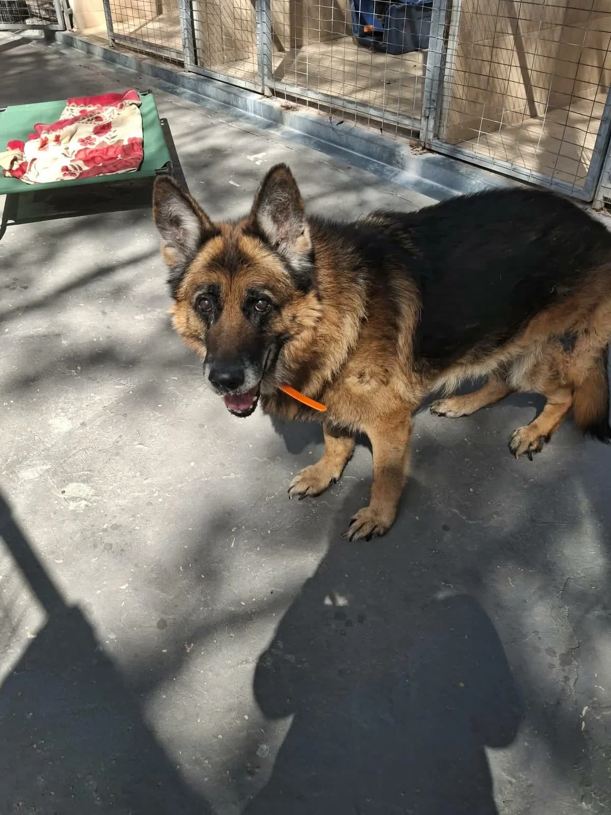 Anton, male senior German Shepherd for adoption at Step by Paw e.V.