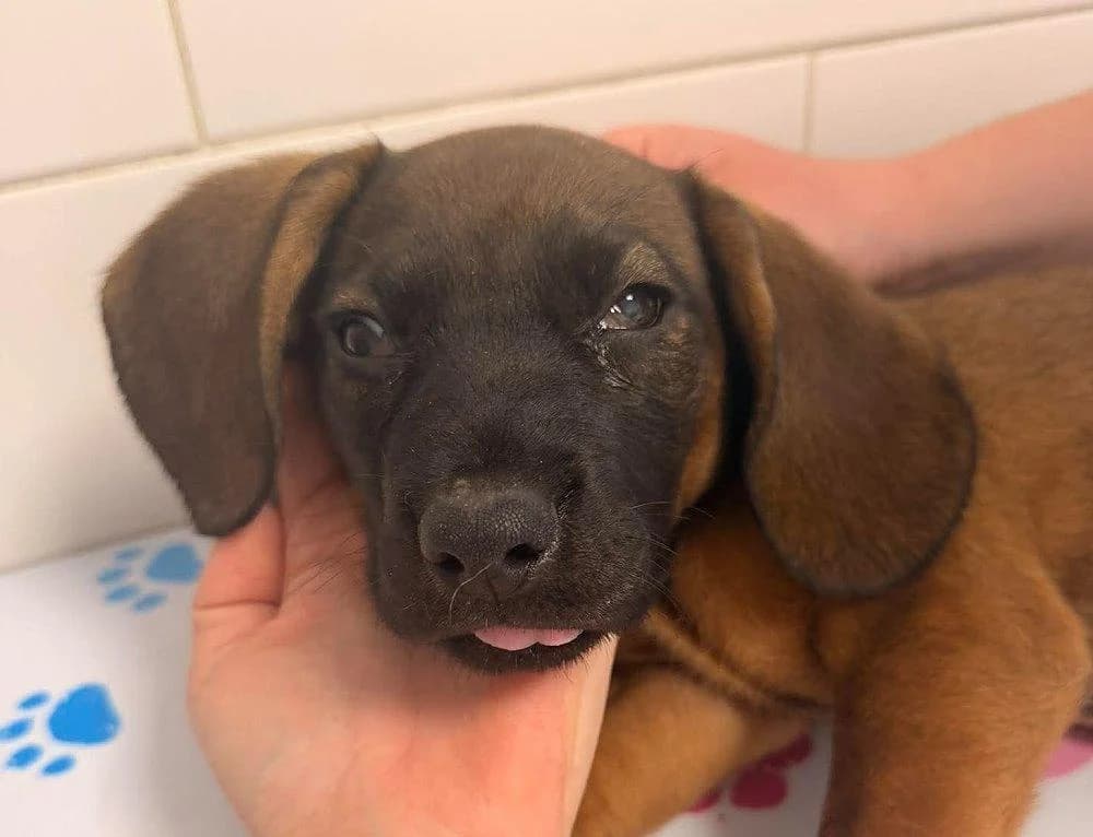 Sol, male Mixed Breed for adoption at Step by Paw e.V.