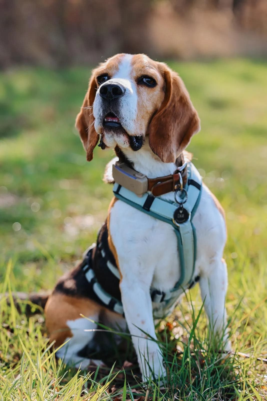Oskar, male 3yo Beagle for adoption at Step by Paw e.V.