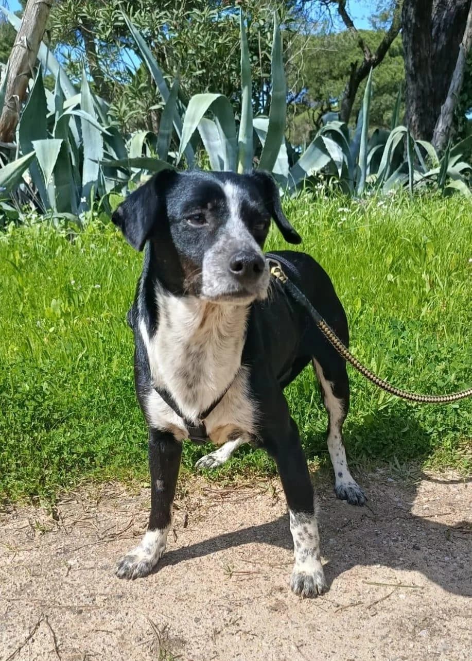 lebenlustiger Hundebube Elfo,  (Step by Paw e.V.)