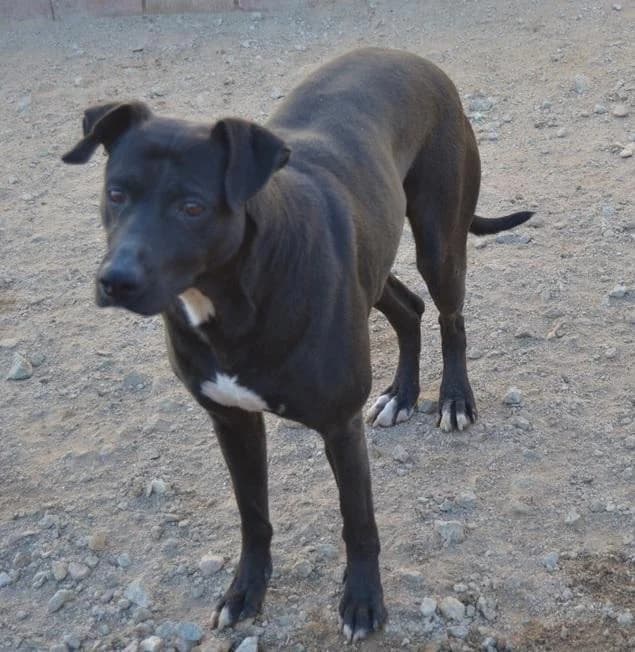 Manzanillo, Mixed Breed (Step by Paw e.V.)