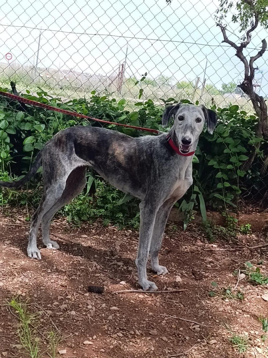 Farala, female 5yo Galgo Español for adoption at Step by Paw e.V.