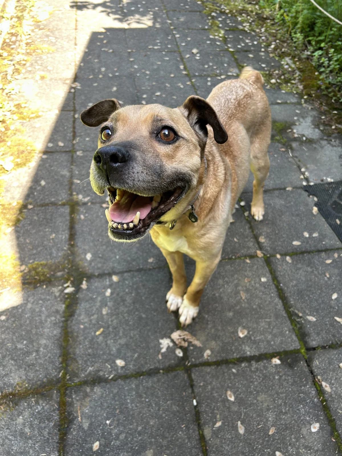 Tammy, female 6yo mixed breed for adoption at Step by Paw e.V.