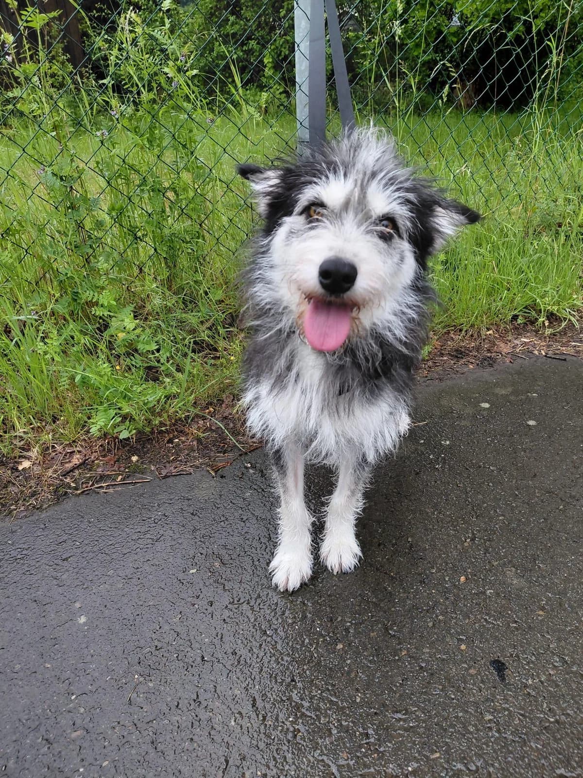 Poppy, female 4yo mixed breed for adoption at Step by Paw e.V.