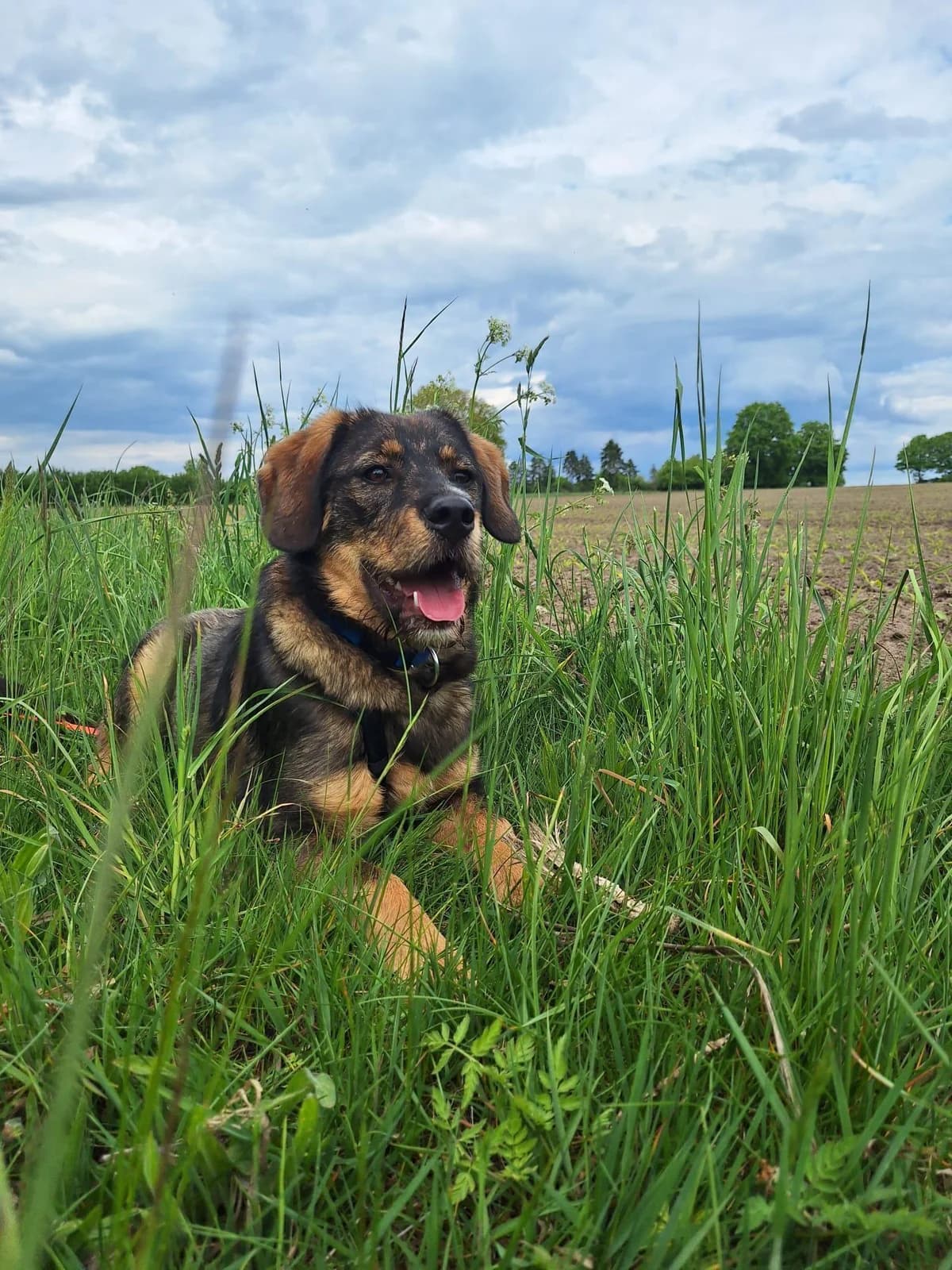 Lenny, Mixed Breed (Step by Paw e.V.)