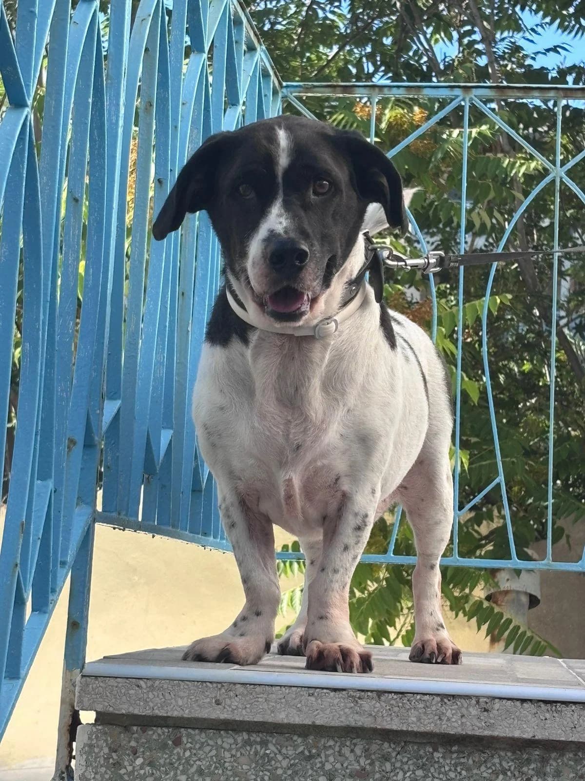 Buddy, male 5yo Mixed Breed for adoption at Step by Paw e.V.