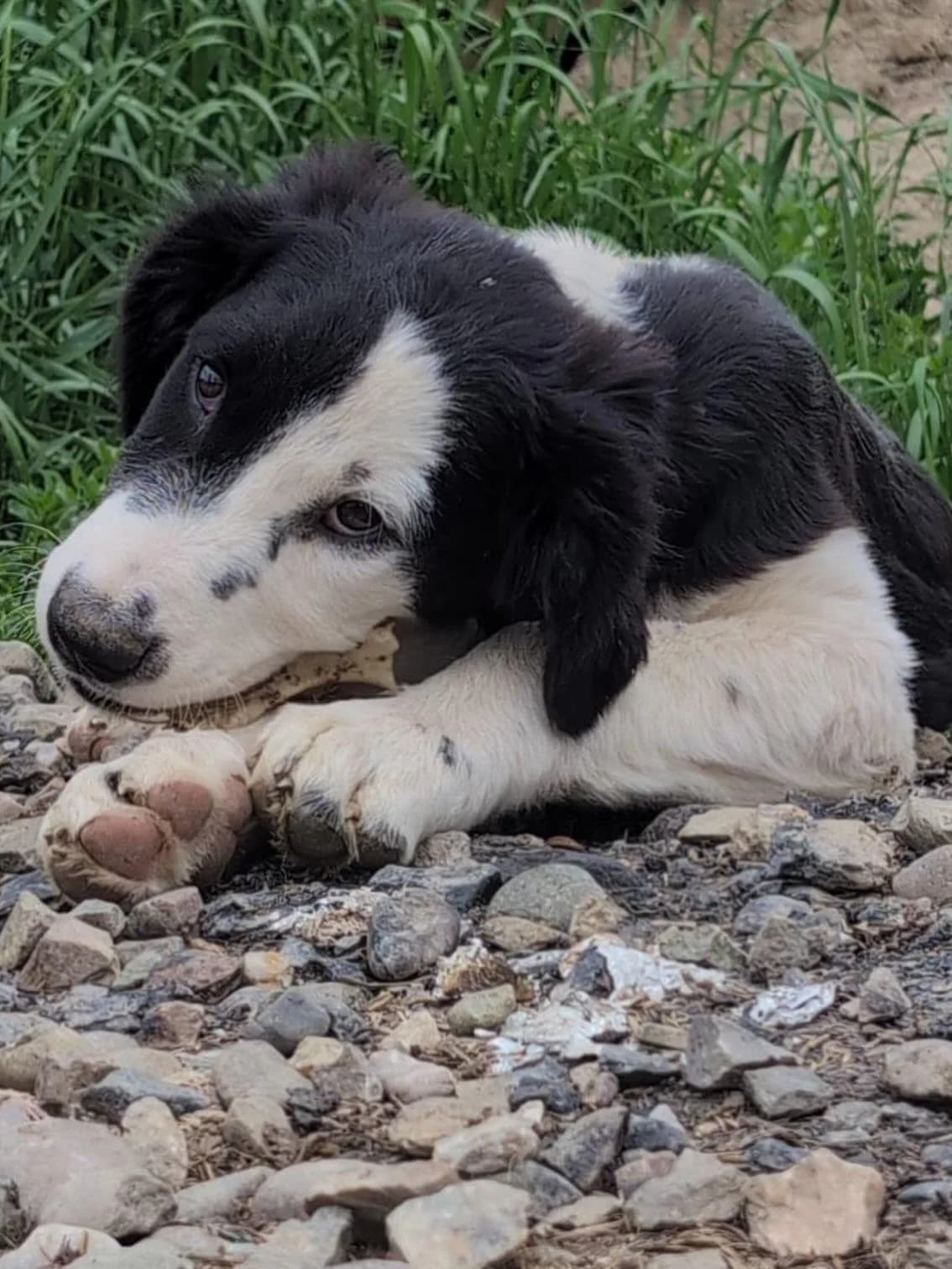 MEDA, male puppy Kuvasz for adoption at Step by Paw e.V.