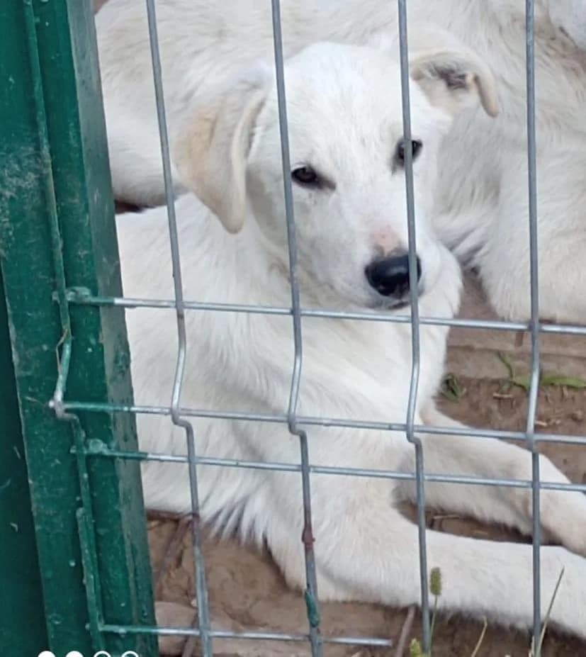 Keanu, Labrador Retriever (Step by Paw e.V.)