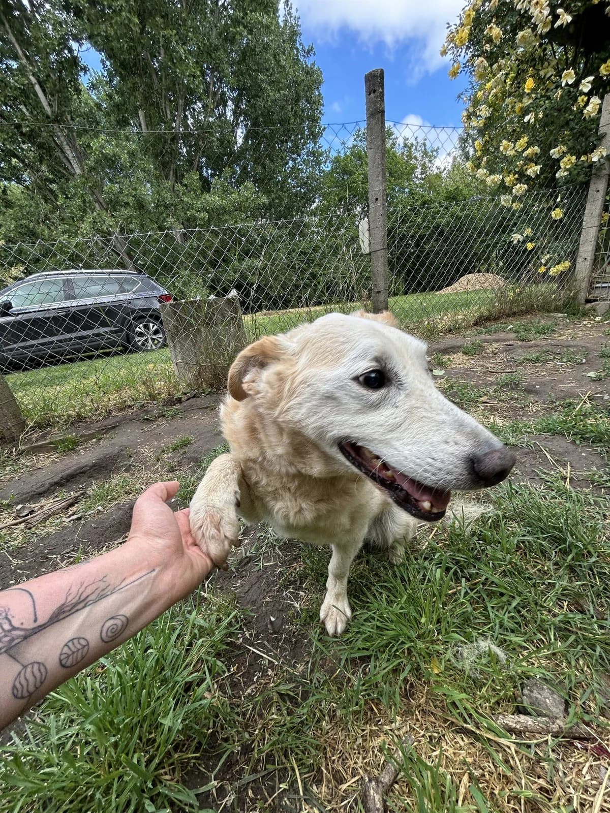 Szilaj, male senior mixed breed for adoption at Step by Paw e.V.