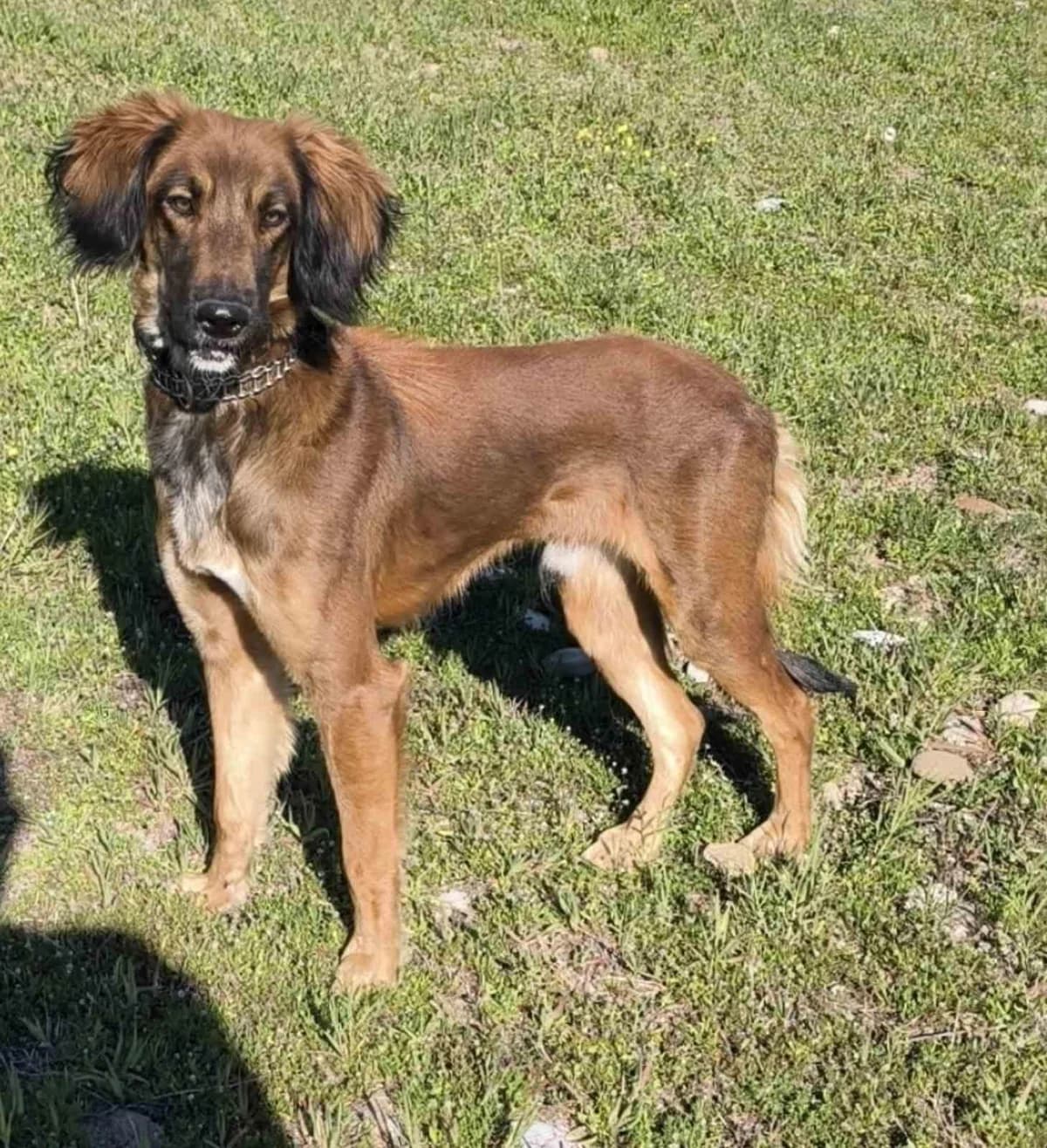 Maximos, male mixed breed for adoption at Step by Paw e.V.
