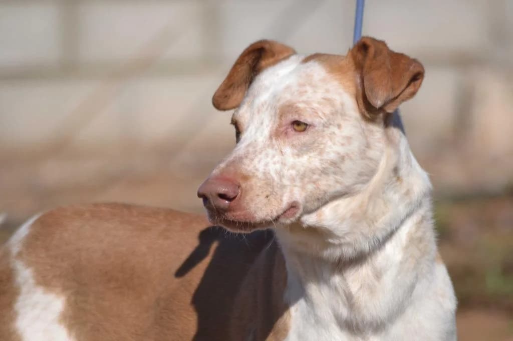 Lucero, male senior Mixed Breed for adoption at Step by Paw e.V.