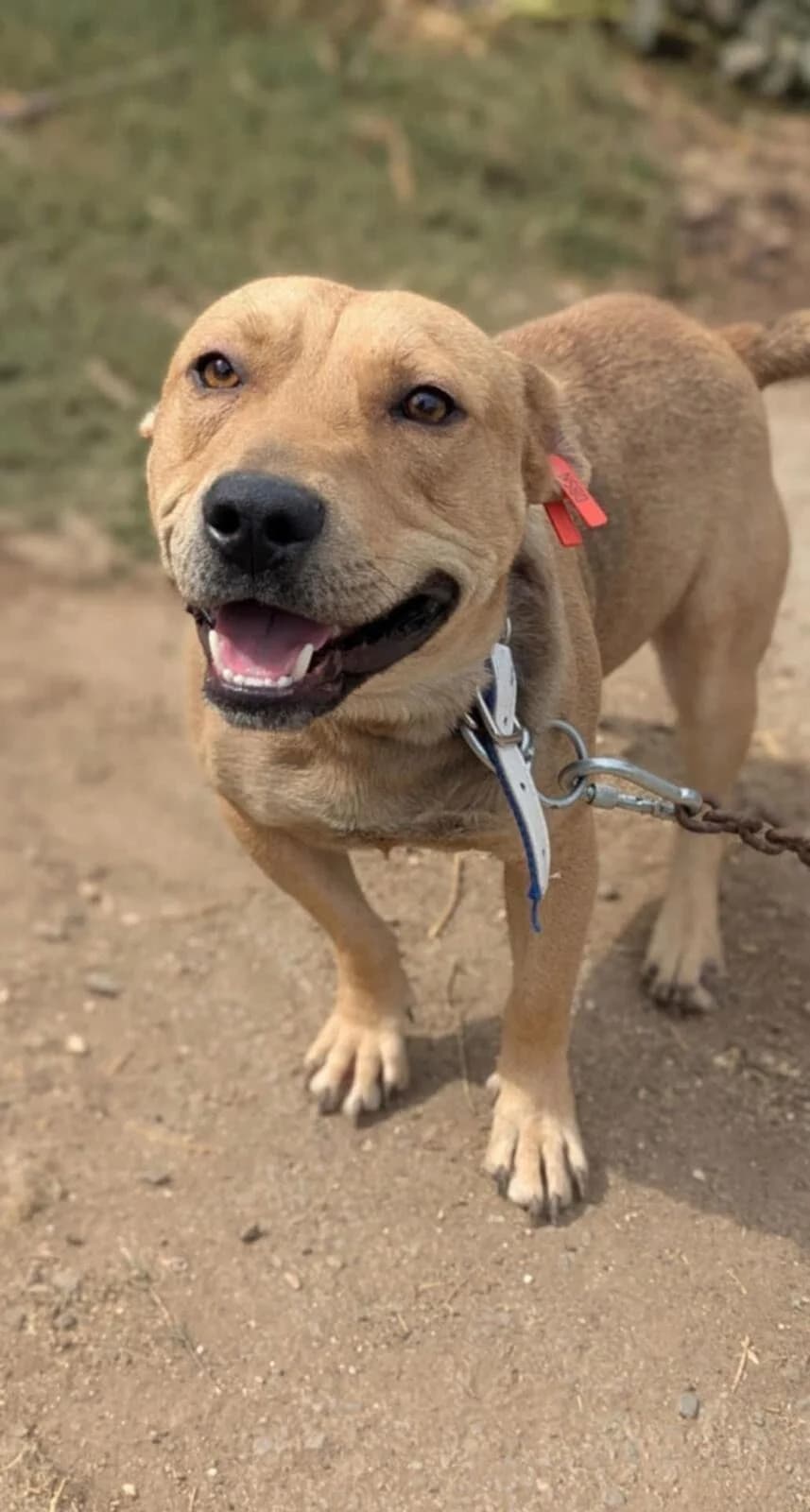 Pauli, male 3yo Mixed Breed for adoption at Step by Paw e.V.