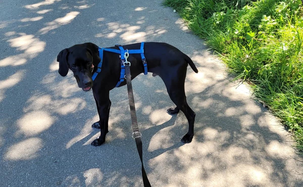 Traumhund, male young Pointer for adoption at Step by Paw e.V.