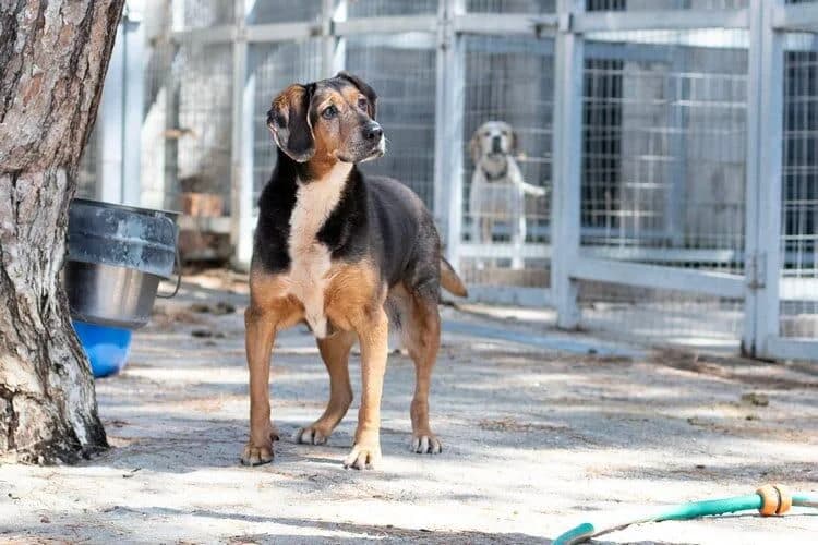 Yola, female senior Mixed Breed for adoption at Step by Paw e.V.